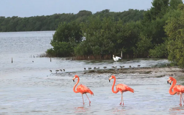 Diversidad de especies de aves en Yum Balam, aréa natural protegida en México