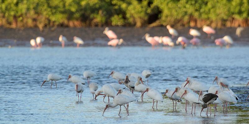 Aves playeras se alimentan en las aguas poco profundas frente a los manglares.