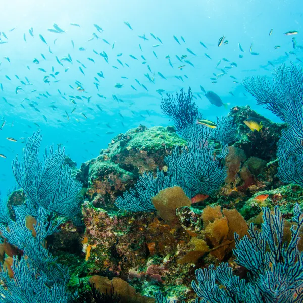 un arrecife de coral con el fondo marino azul