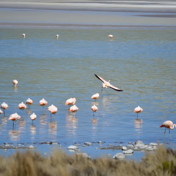 Grupo de flamencos en el Salar de Surire, Chile