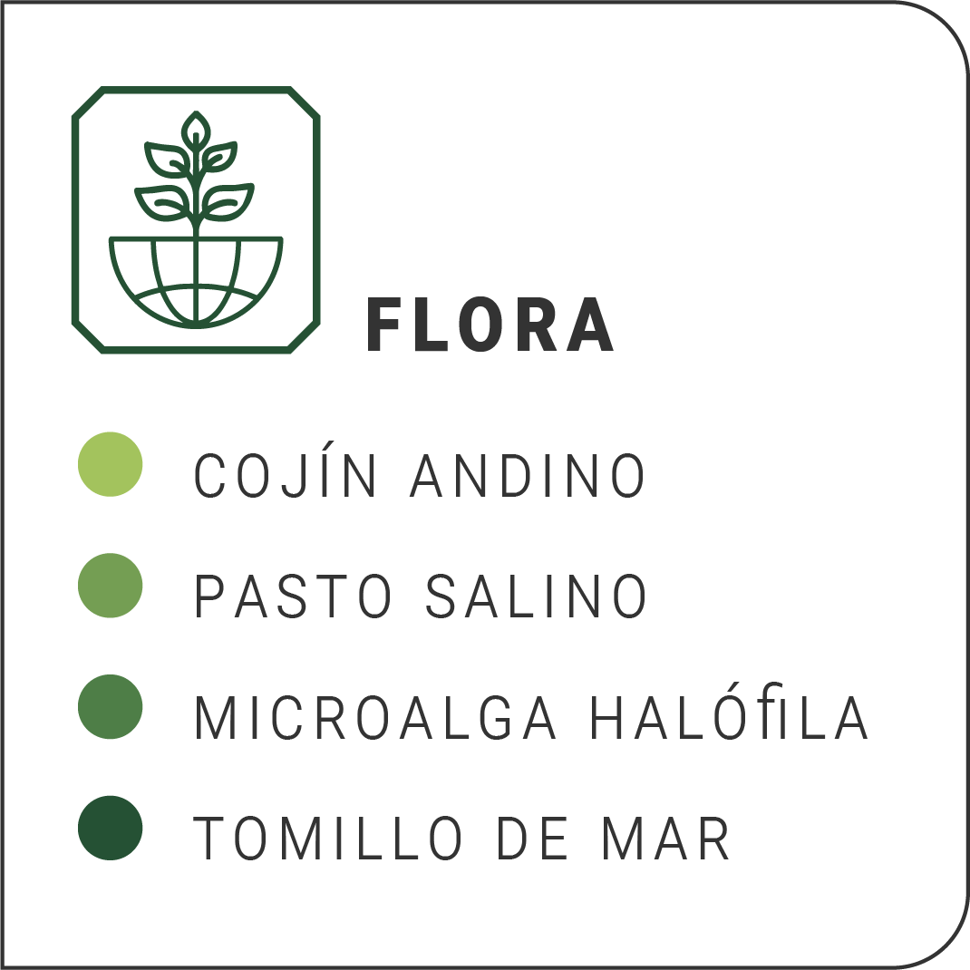 Flora informacion 2